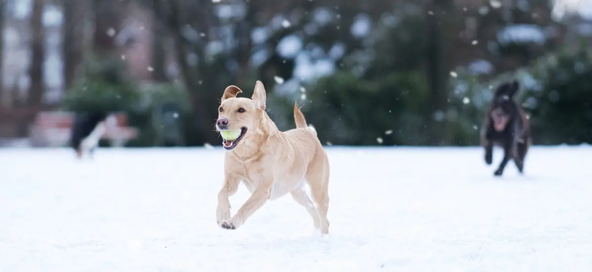 Pets, particularly dogs, encourage regular physical activity