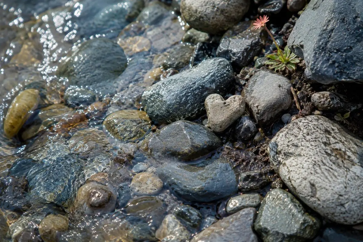 See beauty where others don’t — a heart-shaped stone in the streambed