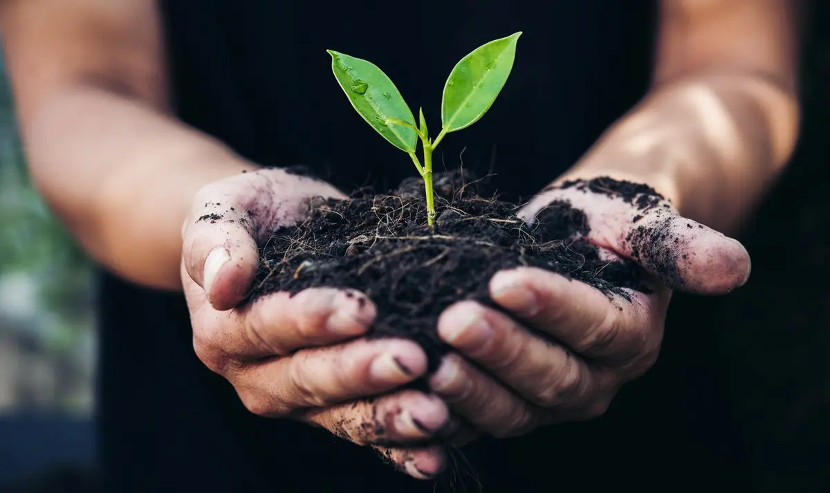 Hands holding a young plant in soil